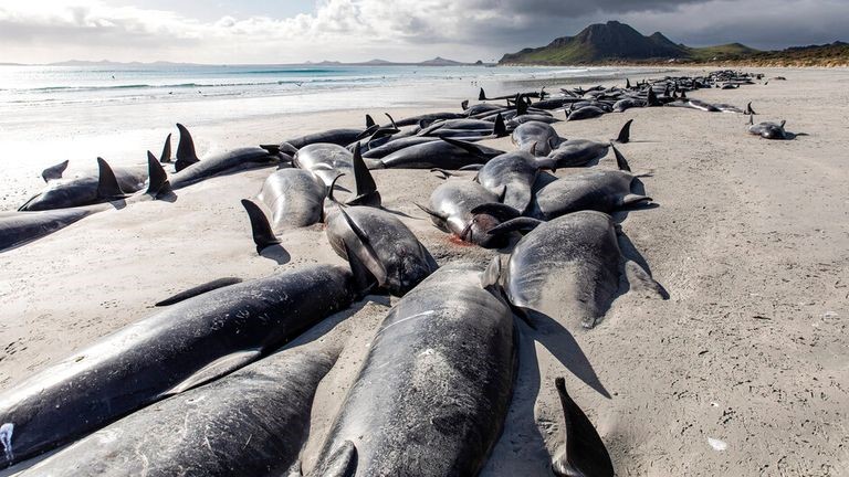 Nouvelle-Zélande : près de 500 baleines mortes sur deux plages