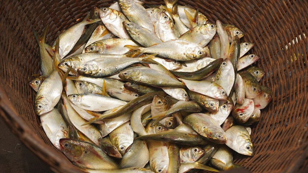 L’Union Européenne ne veut plus de produits de la pêche provenant du Cameroun