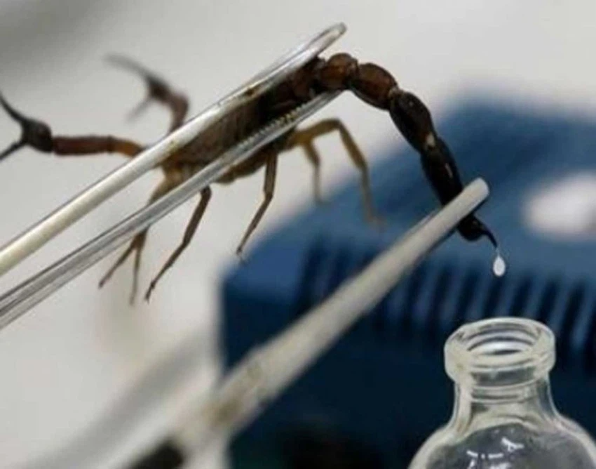 Venin de scorpion : pourquoi un litre coûte près de 6 milliards F CFA ?