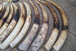 Le commerce illicite d’ivoire détruit davantage les éléphants d’Afrique et met l’espèce en danger critique d’extinction