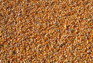 Le Burkina autorise exceptionnellement l'exportation de céréales vers le Niger