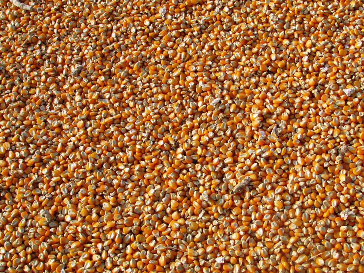 Le Burkina autorise exceptionnellement l'exportation de céréales vers le Niger
