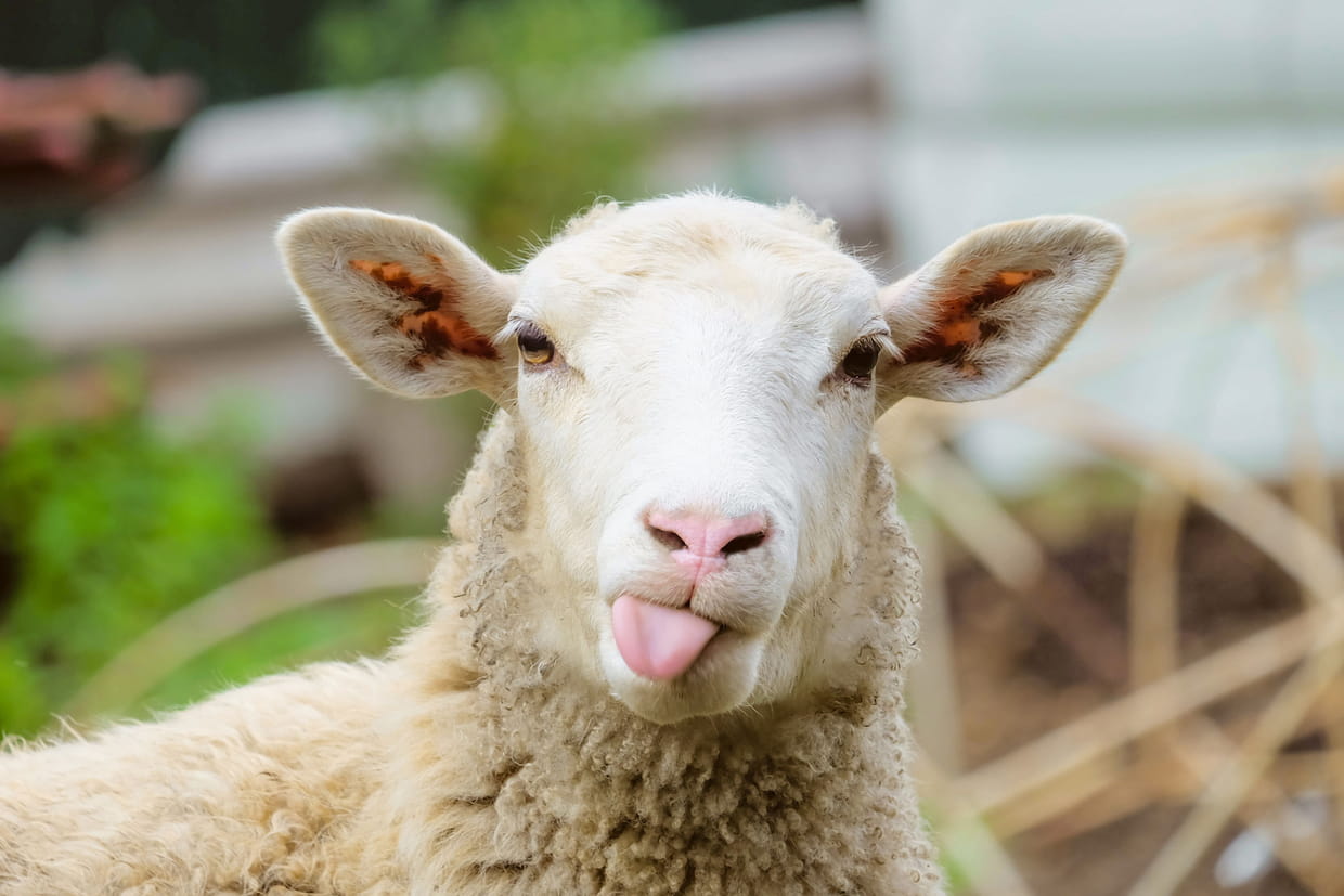 Les moutons ont dévoré 300 kg de cannabis , "ils ont sauté plus haut que les chèvres"