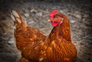 Une Intelligence Artificielle pour déchiffrer le langage des poulets
