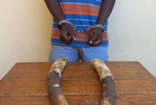 Togo : Un présumé trafiquant d’ivoires déposé en prison 