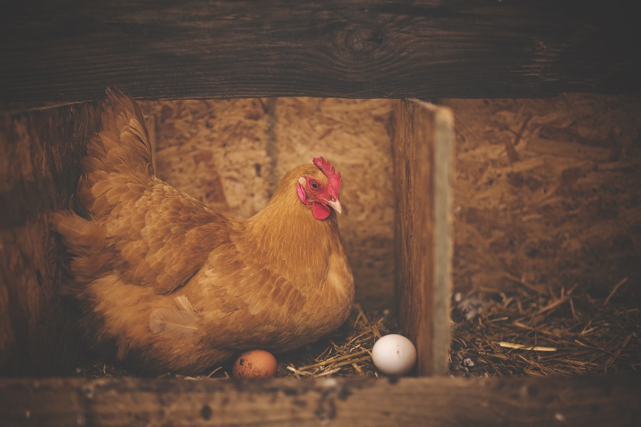 Qui est arrivé en premier, la poule ou l'œuf ? La réponse des scientifiques