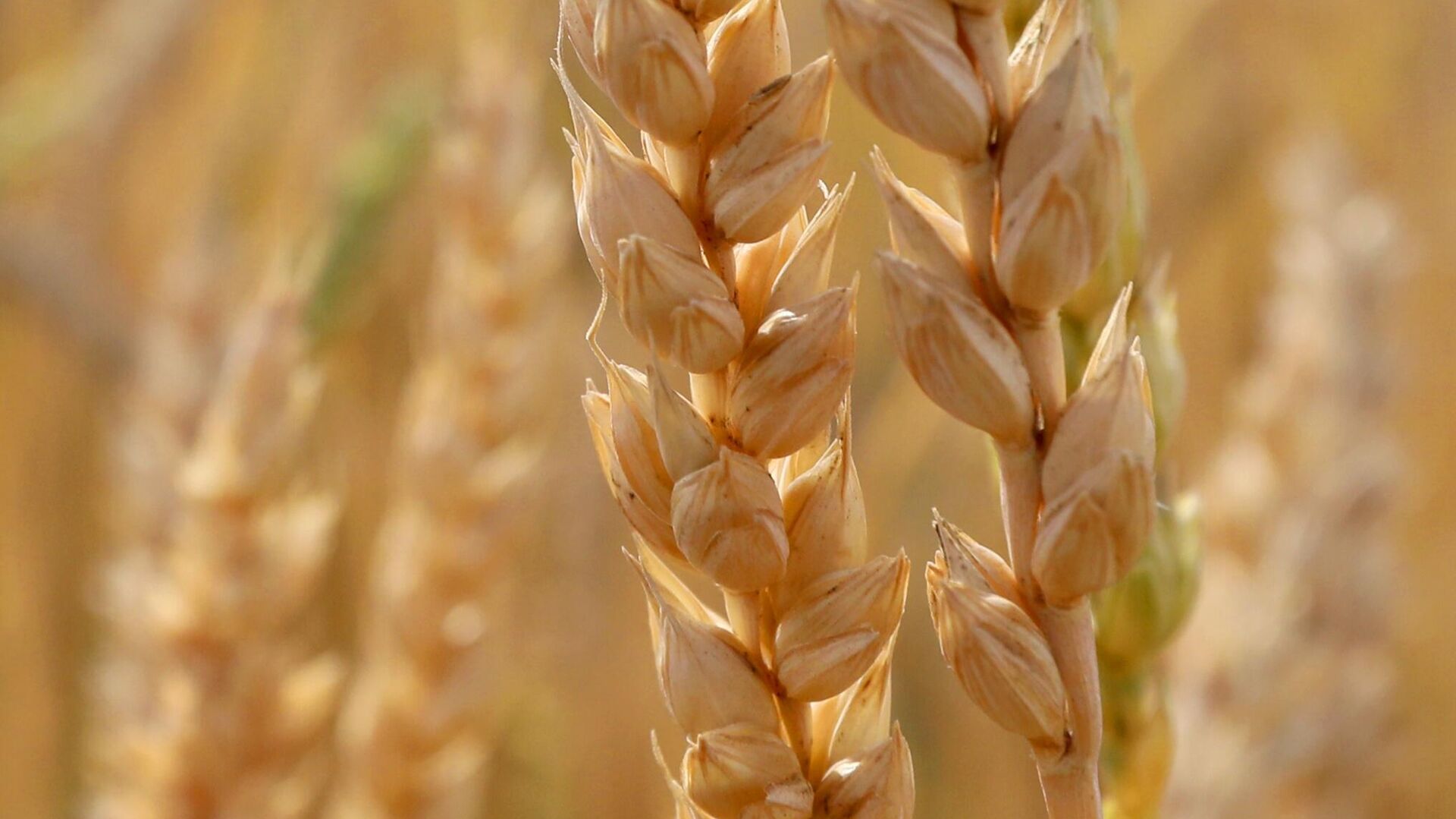La Russie annonce l’envoi de 27 000 tonnes de blé vers le Togo