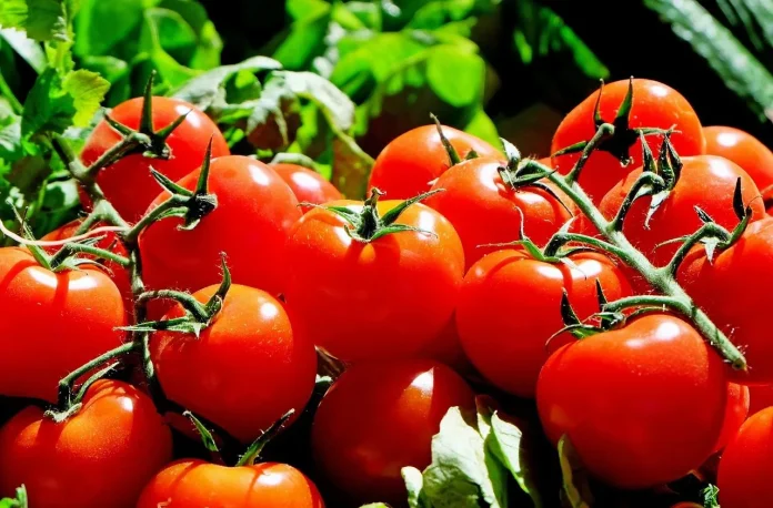 Ghana : 100.000 tonnes de tomates ciblées pour la campagne 2026/2027
